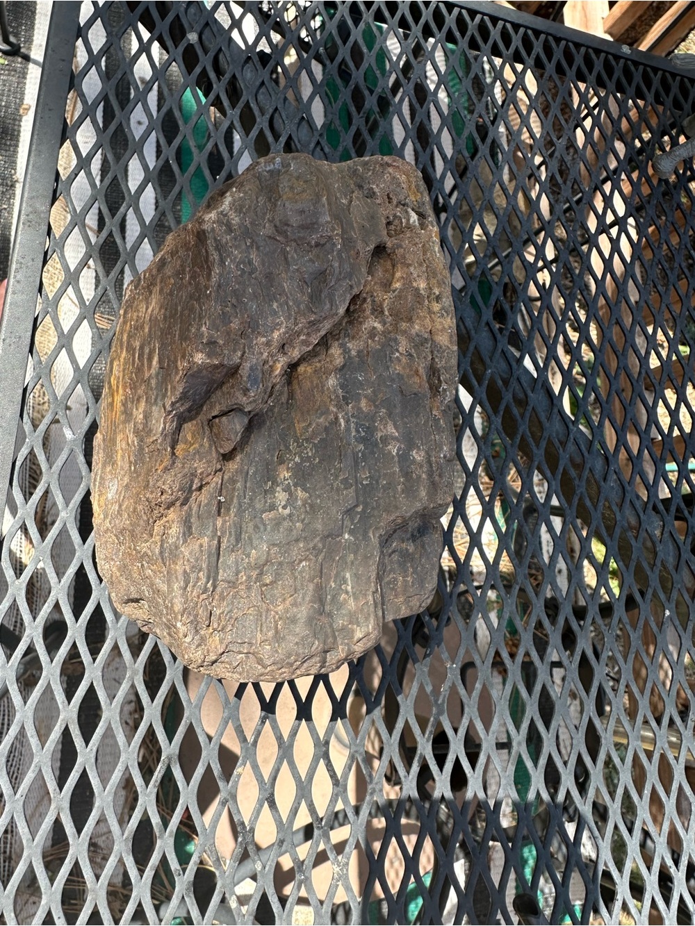 Natural Petrified Wood